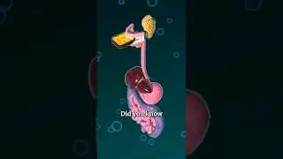 Digestion Process 🍽️➡️💩
