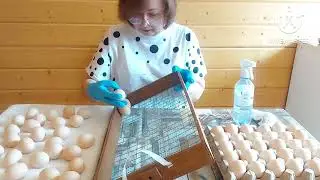 Инкубационное яйцо . Начинаю сезон 2023, мои планы. От яйца до крупного бройлера.