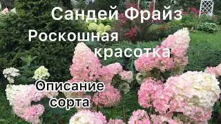 РОСКОШНАЯ ГОРТЕНЗИЯ САНДЕЙ ФРАЙЗ. Обзор и описание сорта.Такая красотка должна быть в каждом саду!🌸