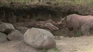 Zoo, Portland, Oregon, USA. ЗООПАРК, ПОРТЛЕНД, ОРЕГОН ШТАТ, США (3)