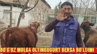Битларга карши курашиш. Уй шароитида