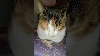 Vida diaria do gato no seu dia dia