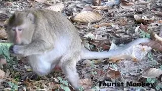 Monkey giving birth, Pregnant monkey giving birth, Monkey nearly give a birth, Tourist Monkey Ep 20