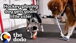 This Dog Actually Plays Hockey | The Dodo