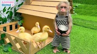 BiBi helps dad take care and feed the ducklings