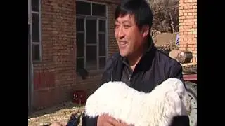 Seven-legged sheep born in N China