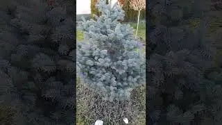 Ель Блю Даймонд