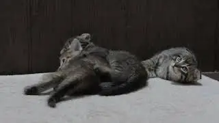 Вислоухие котята играют