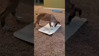 Maple vs a mat