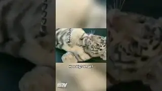 Moneybagg Yo’s Pet Tiger Cost $30K Monthly