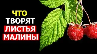 А вы знали на что способны Листья Малины - Невероятная польза Листьев Малины