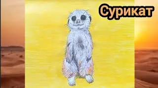 Как нарисовать суриката (малыша)