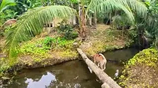 Pagbisita sa Bukid