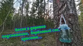 ВЕСНА В ДЕРЕВНЕ - ПОДСНЕЖНИКИ, БЕРЁЗОВЫЙ СОК, ЛЕС, КРАСОТА...