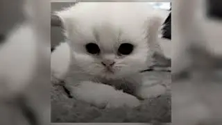 пошлая молли - буду твоим пёсиком (speed up)