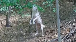 Wolf Mother of Six Credits Her Exceptional Agility to a Leafy Diet 🐺