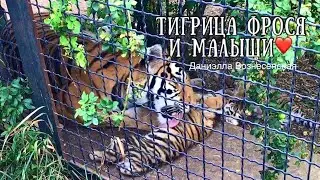 💕Тигрица ФРОСЯ и малыши...Тайган. Tiger cubs Taigan. Crimea