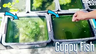 Natural Outdoor Guppy Fish Set-up (No Filter, No Airpump) Produce Massive Babies In Just 1 Day!!