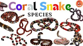 Different Types of Coral Snake Species Name in English for kids 