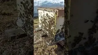 6 апреля 2024 г. облёт пчёл 