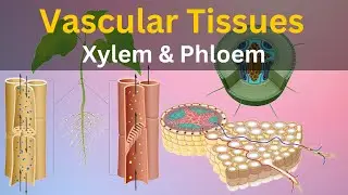 What are Vascular tissues|| What is Xylem and phloem ||Types of plant tissues|| Histology|| biology