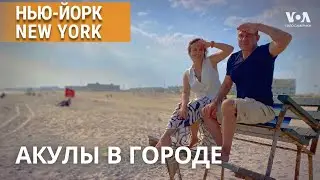 Пляж и акулы – почти что «Челюсти». НЬЮ-ЙОРК NEW YORK