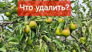 Осенняя обрезка груши.