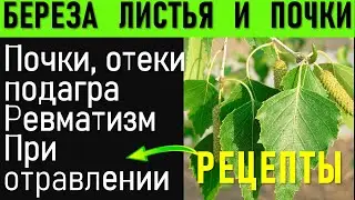 Березовые почки, березовые листья: Лечебные свойства, РЕЦЕПТЫ (настойка, отвар) березовый сок лечит