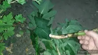 Медоносы. Ваточник сирийский
