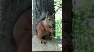 Белка ест орешки / Squirrel eats nuts