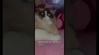 Хомяк и кот друзья