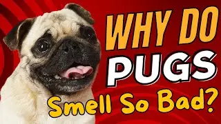 Why Do Pugs Smell So Bad?🐶