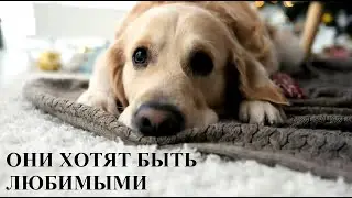 Они хотят быть любимыми