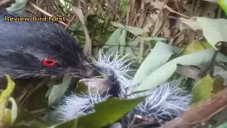 Greater coucal birds Feed the baby in the nest ( EP15) Beautiful baby birds