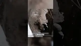 Гепард умолял о ПОЩАДЕ в Кавказе😨🫢🐆