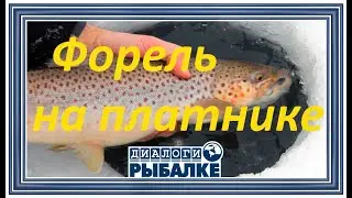 Диалоги о рыбалке - 064 / Форель на платнике