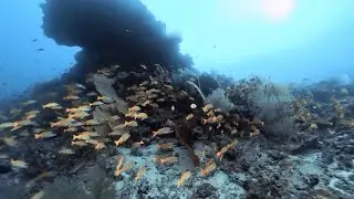 Bluebanded Snapper in Maldives  (360 2D 8K) | Insta360 ONE RS 1-Inch 360 | Mantis housing