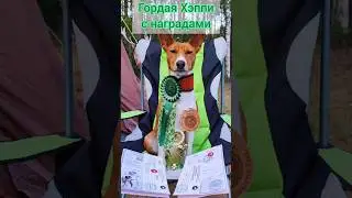 Выставка собак Псков. Басенджи #собака #собаки #выставка #басенджи #питомцы #топ #dog #dogshow #pets