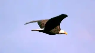 Замедленный полет Футаж HD