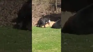 When bears choose your backyard as their hangout! 😎🐻 | SWNS 