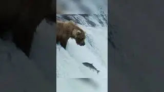 Медведи на рыбалке. Нелегкая судьба лососей.