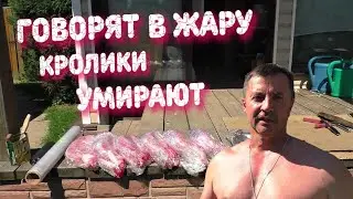 ЖАРА 😎РАЗВЕДЕНИЕ КРОЛИКОВ 🐇СОДЕРЖАНИЕ КРОЛИКОВ В ЖАРУ🌞ЛИЧНЫЙ ОПЫТ