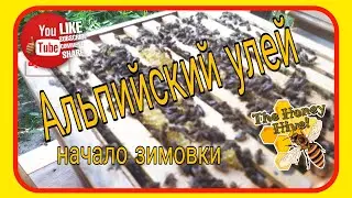 Альпийские улья. Первая зимовка, состояние, наличие корма