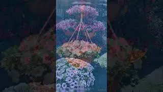ВЫ ДОЛЖНЫ ЭТО УВИДЕТЬ - Я ГОВОРЮ НЕТ - Я НЕ БРОШУ НА ПОЛПУТИ - Петунья выращивание и уход
