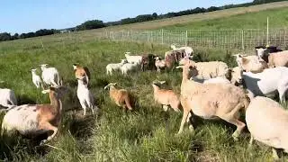 Australian White Percentage Wether Lambs Available for Grass Fed Lamb Producers