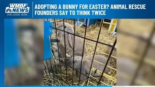 Adopting a bunny for easter? Animal rescue founders say to think twice