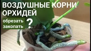 КОРНИ ОРХИДЕЙ воздушные ОБРЕЗАТЬ или ЗАКАПЫВАТЬ?