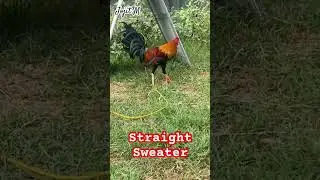 Straight Sweater 