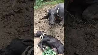 मां तो मां ही होती है