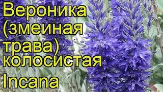 Вероника колосистая Седая. Краткий обзор, описание характеристик veronica spicata Incana